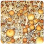 Псилоцибиновые (галлюциногенные)  грибы Psilocybin "Golden Teacher" в Саках